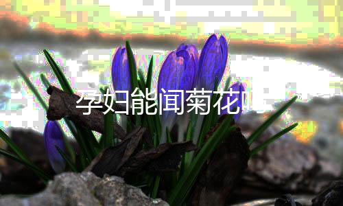 孕妇能闻菊花吗